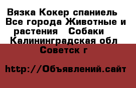 Вязка Кокер спаниель - Все города Животные и растения » Собаки   . Калининградская обл.,Советск г.